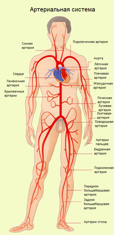 Артерии и вены тела. Артериальная система схема артерий. Артериальная система человека анатомия схема. Артериальная система артерии -. Общая схема артериальной системы.
